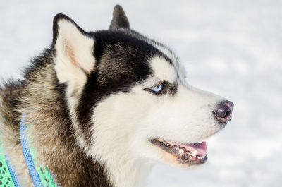 Close-up of dog looking away