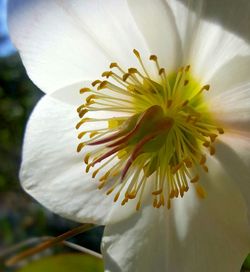 Close-up of day lily