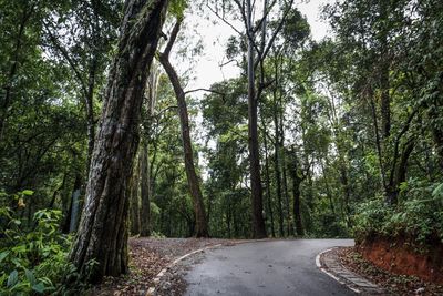 Road amidst trees in forest