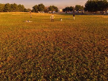 Scenic view of farm