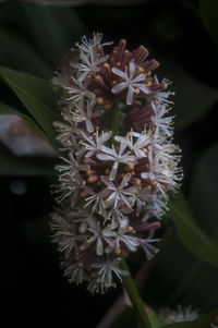 Close-up of flower buds