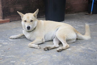 Dog resting on floor