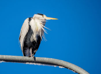 Low angle view of bird perching on branch against blue sky