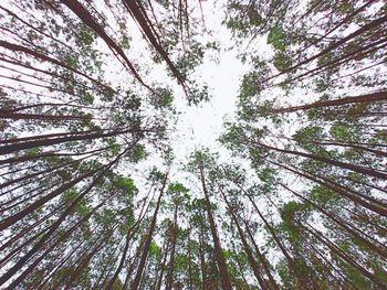 Low angle view of bamboo trees