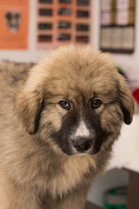 Close-up portrait of dog at home