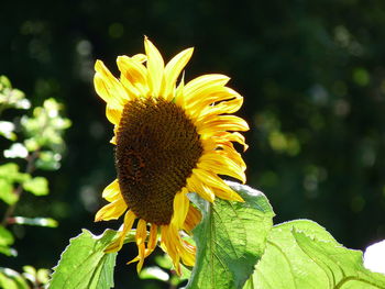 Close-up of yellow sunflower blooming outdoors