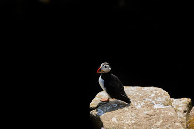 Bird puffin with a large black copy space for advertising