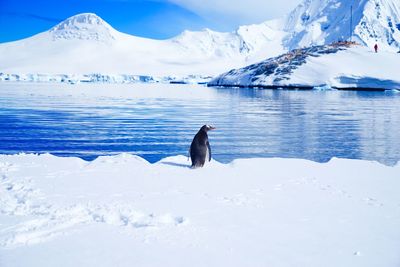 Rear view of penguin on snowcapped lakeshore