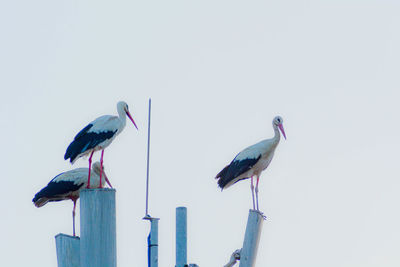 Bird perching on wooden post