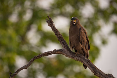 Alert eagle perching on branch