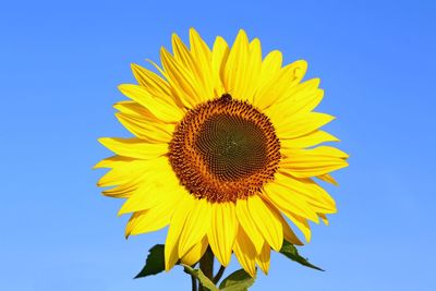 Close-up of sunflower against blue sky