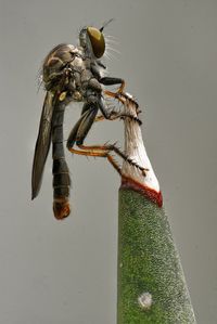 Close-up of insect on wall