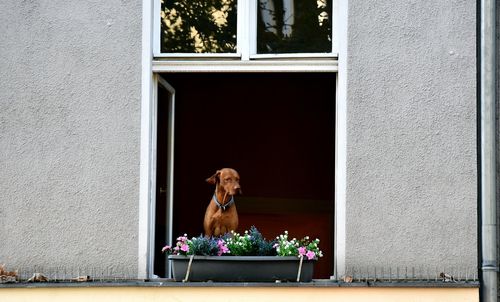 View of dog looking through window
