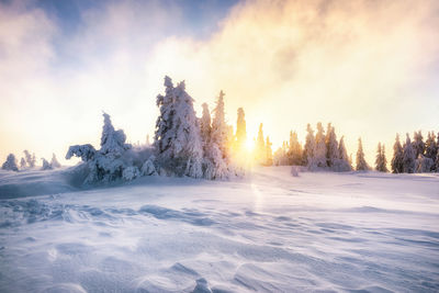 Frozen trees on snow covered landscape