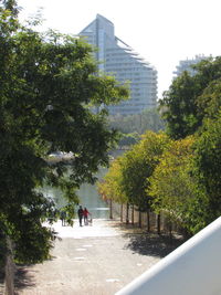 Trees in city