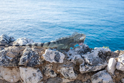 Close-up of lizard on rock