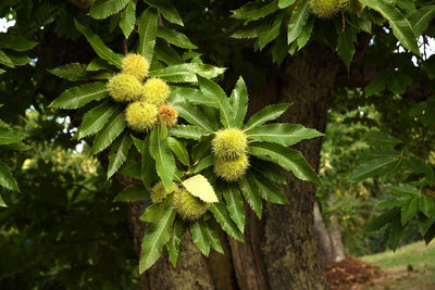 Close-up of flowering plant