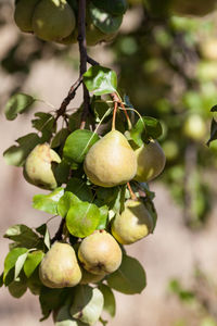 Close-up of fruits growing on plant