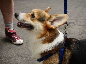 Low section of person with dog