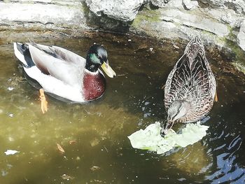 Duck swimming in lake