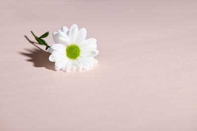 Close-up of white daisy flowers