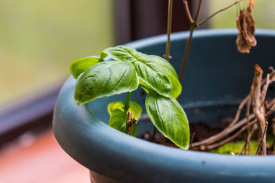 Close-up of potted plant