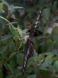 Close-up of butterfly on leaf