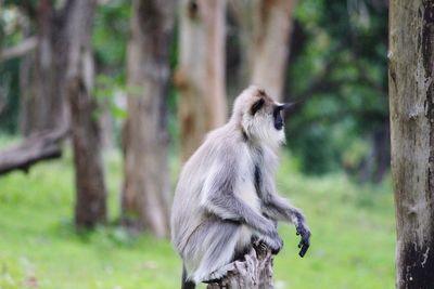 Monkey sitting on tree trunk