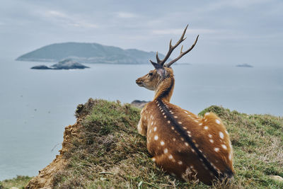 Axis deer looking away while sitting on mountain by sea