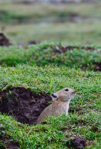 Close-up of lizard on field