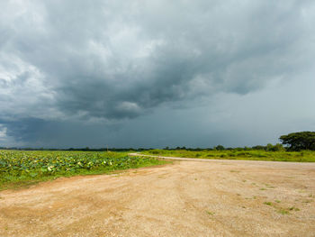 Scenic view of field against sky