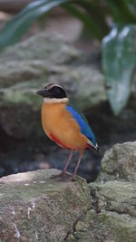 Close-up of bird perching on rock