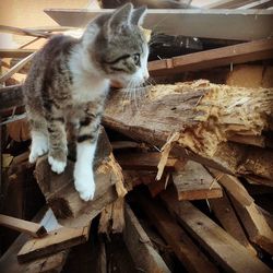 Portrait of cat on wood