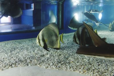 View of fish in aquarium