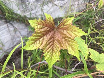 Close-up of maple leaf on land