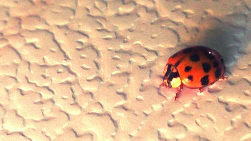 High angle view of ladybug on sand