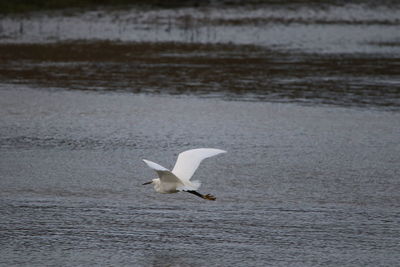 Seagull flying over sea