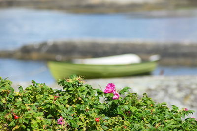 Close-up of flowering plant against lake