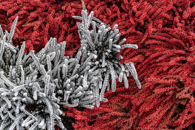 Full frame shot of pine tree during winter