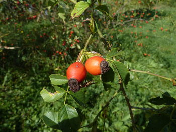 Close-up of strawberry growing on tree