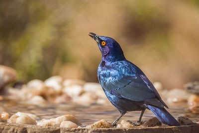 Close-up of a bird