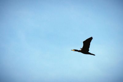 Low angle view of bird flying in sky