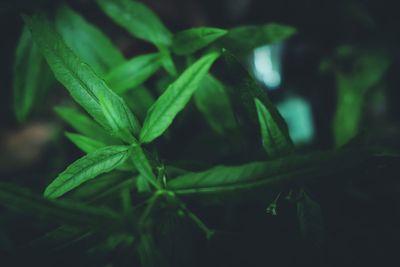 Close-up of fresh green leaves