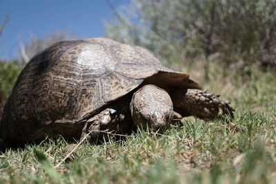 Close-up of turtle on field