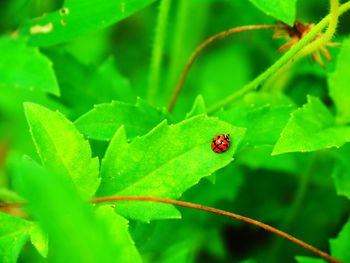 Insects in the green leaf background