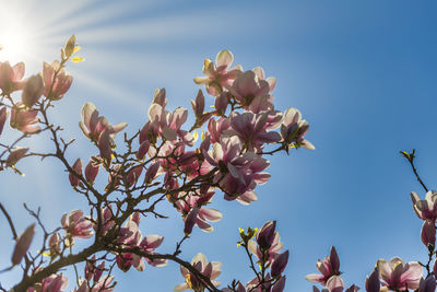 Low angle view of cherry blossoms in spring