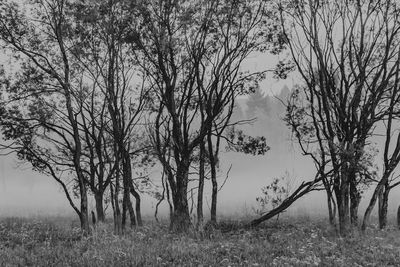 Bare trees on field