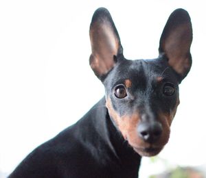 Close-up portrait of black dog against white background