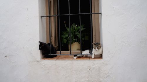 Potted plant on window sill