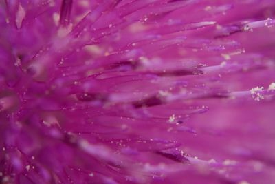 Full frame shot of wet pink flower